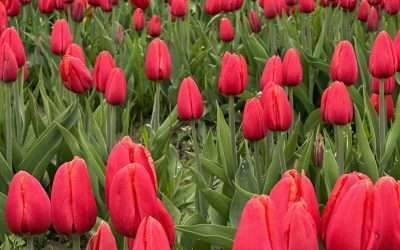 Final days of 2023 Skagit Valley Tulip Festival are here