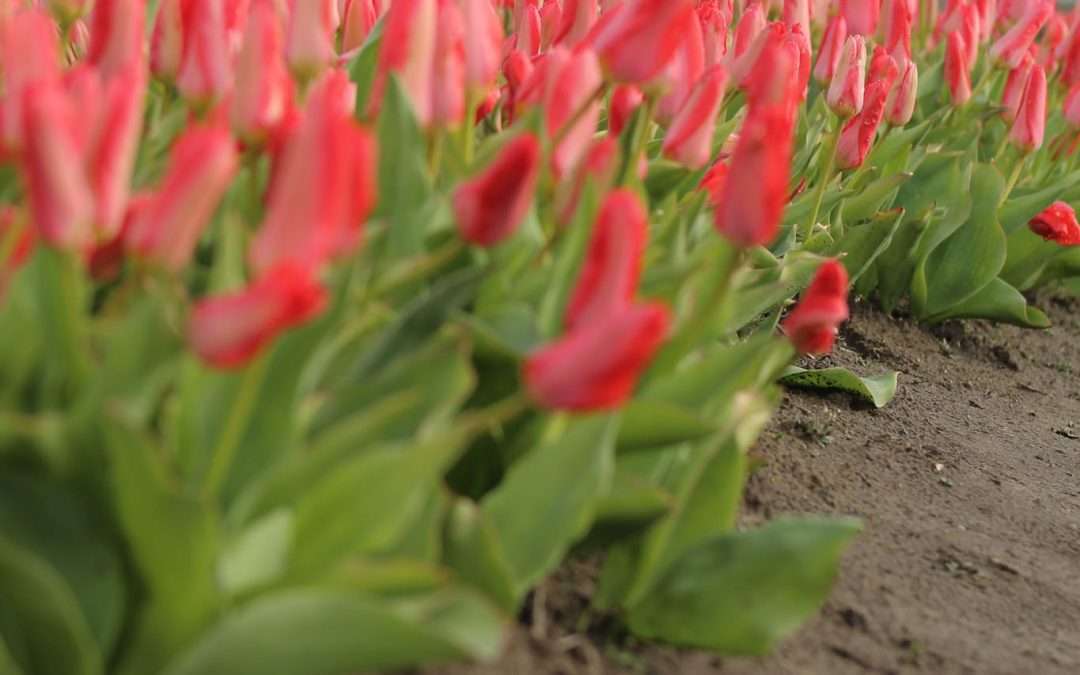 Tulips and more!!! Join us for the 40th Annual Skagit Valley Tulip Festival