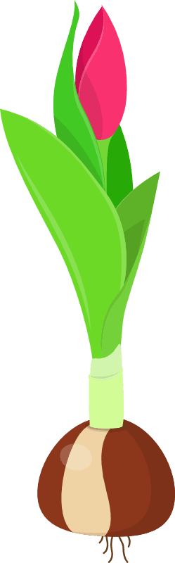 Stage 4 of a blooming tulip