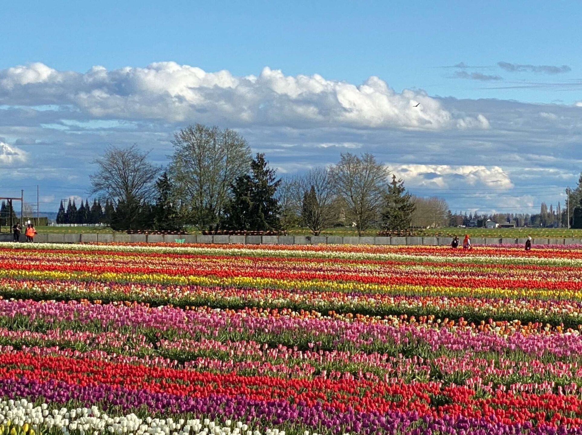 Secret traffic tips for tulips, tulips, and tulips!!! - Skagit Valley ...