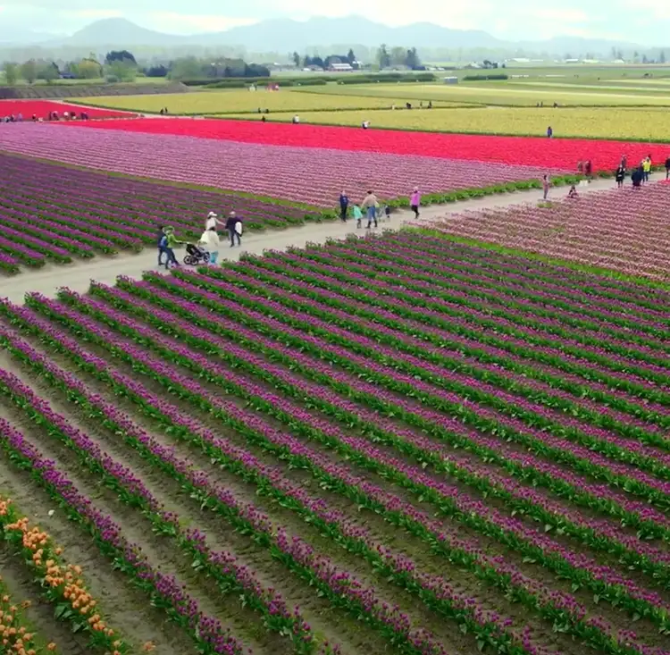 aerial view of tulip fields
