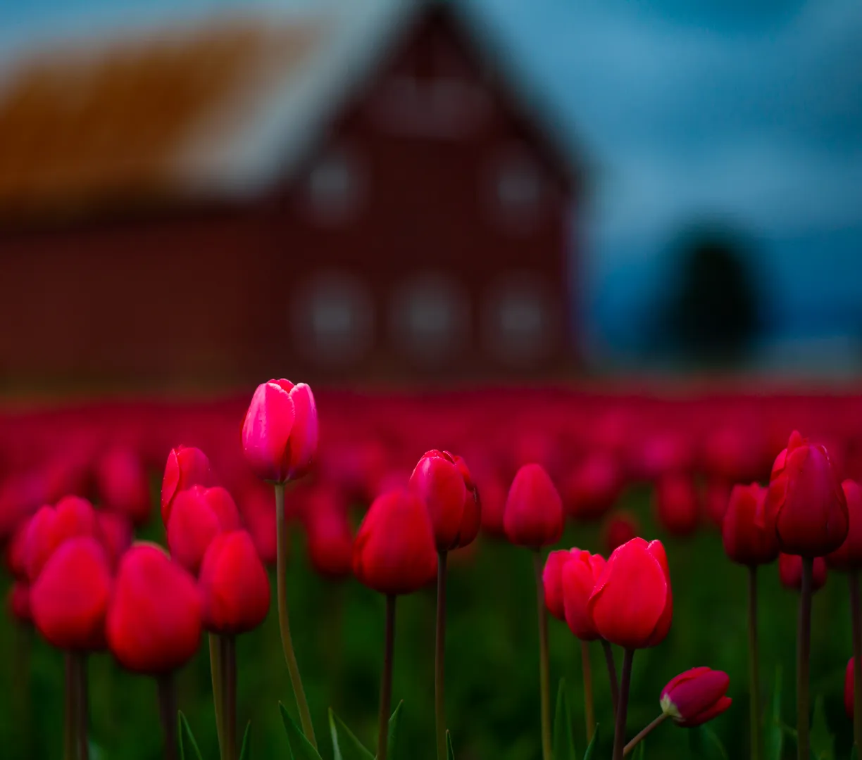 Red tulip with barn in background