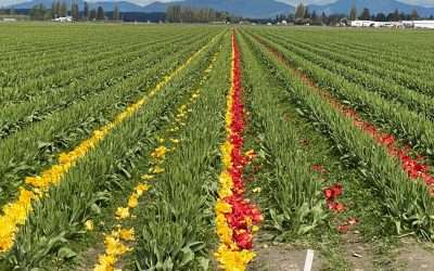 Tulips done blooming for 2023 — RoozenGaarde open year-round — order bulbs for fall delivery