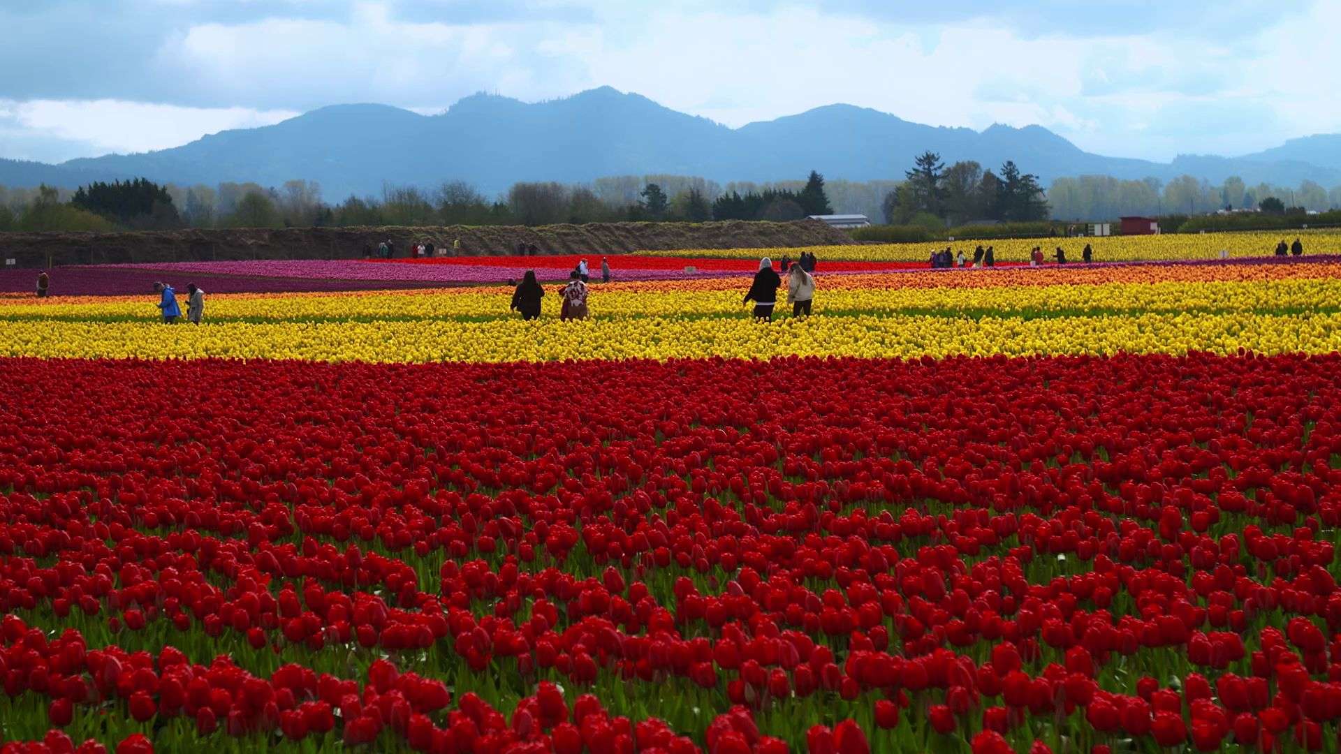red and yellow tulip fields