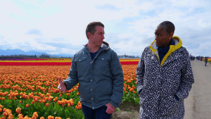 man and woman walking and talking along tulip fields