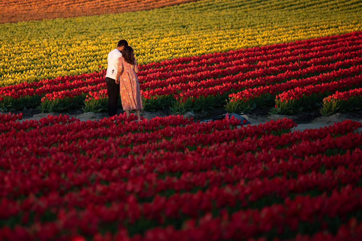 Tulip Field Image