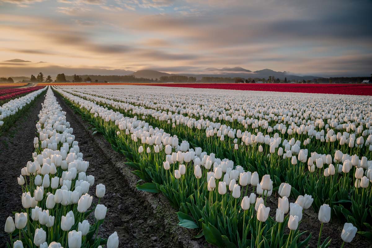 Tulip Field Image