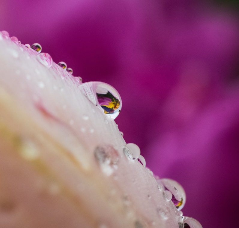 Calling all photographers: 2024 Skagit Valley Tulip Festival Photo ...