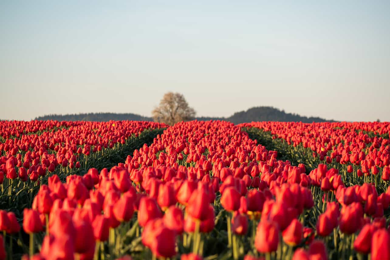 Sponsorship Opportunities Now Open for the 2026 Skagit Valley Tulip Festival!
